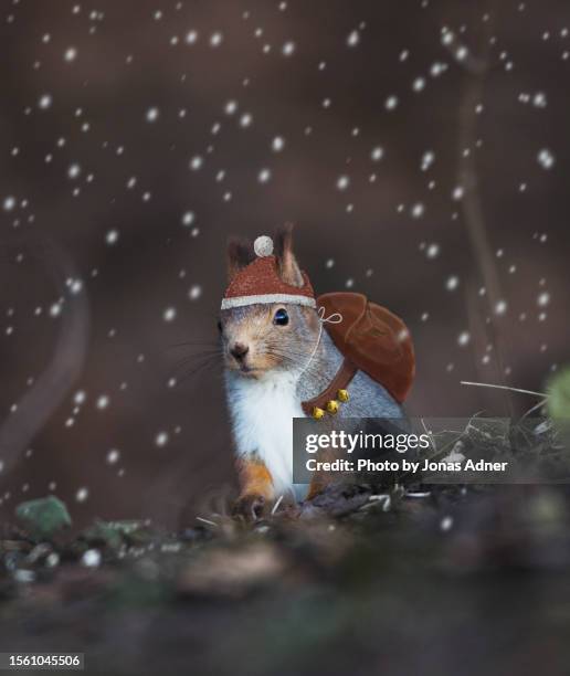 squirrel santa - christmas squirrel stock pictures, royalty-free photos & images