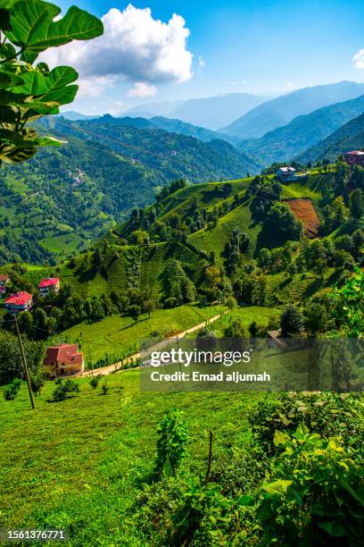 rize, tea growing region in turkey - trabzon stockfoto's en -beelden