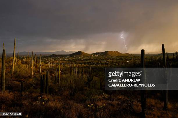 Lightning strikes in the distance as a storm passes over a field and Saguaro cacti are visible in the foreground in Tucson, Arizona, July 28, 2023.