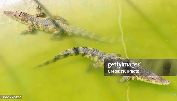 Crocodiles play in the water at the crocodile breeding area of an aquaculture base in Zhangye city, Gansu province, China, July 28, 2023. The...