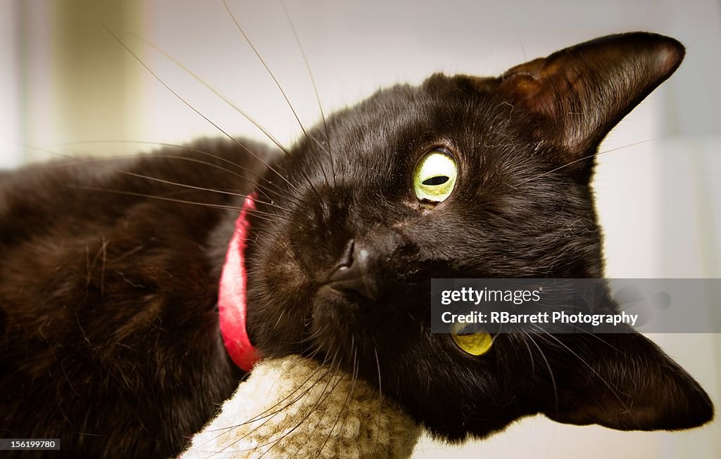 Black Shelter cat