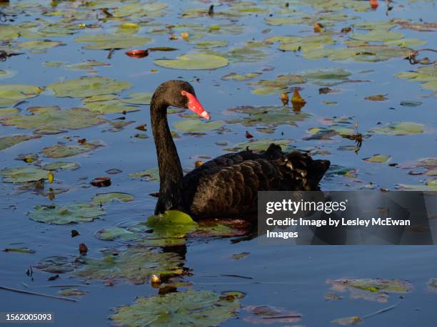 adult black swan swimming in a blue lake surrounded with water lillies - black swans stock pictures, royalty-free photos & images