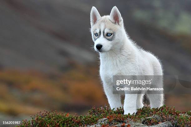 siberian husky - siberian husky stock pictures, royalty-free photos & images