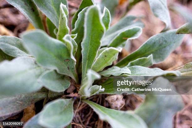 silene coronaria or rose campion leaves - cineraria maritima stock pictures, royalty-free photos & images