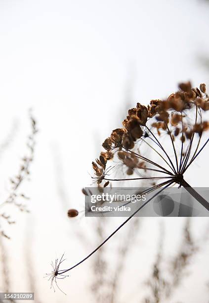 melancholy - autumn flowers stock pictures, royalty-free photos & images