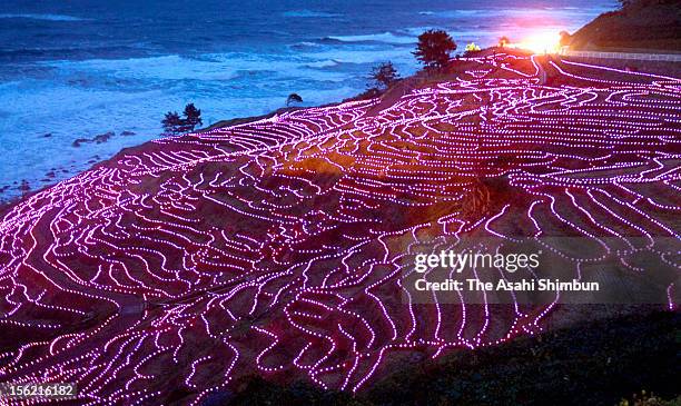 Terraced rice paddies of Shiroyone Senmaida glowing with twenty thousand solar powered pink LED lights, to be recorded in the World Guinness Record...
