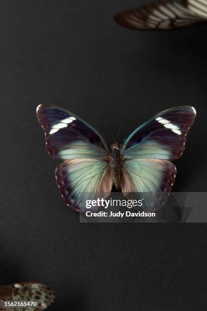 isolated beautiful wings spread butterfly with wings of two other butterflies in corners of frame on black with copy space - spread wings stockfoto's en -beelden