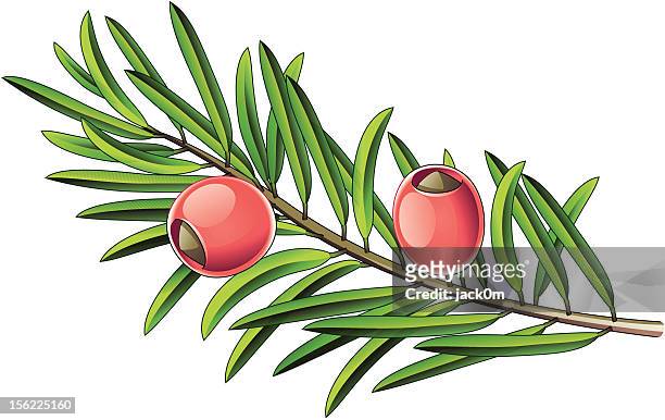 taxus bouquet - yew tree stock illustrations