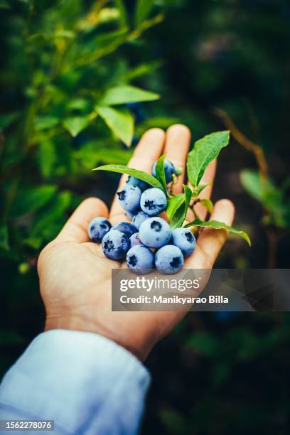 fresh hand holding blueberry close-up with green leaves - india wild life stock pictures, royalty-free photos & images