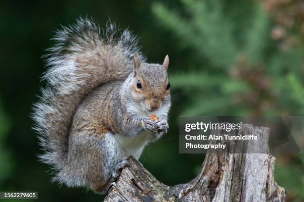 grey squirrel - grey squirrel stock pictures, royalty-free photos & images