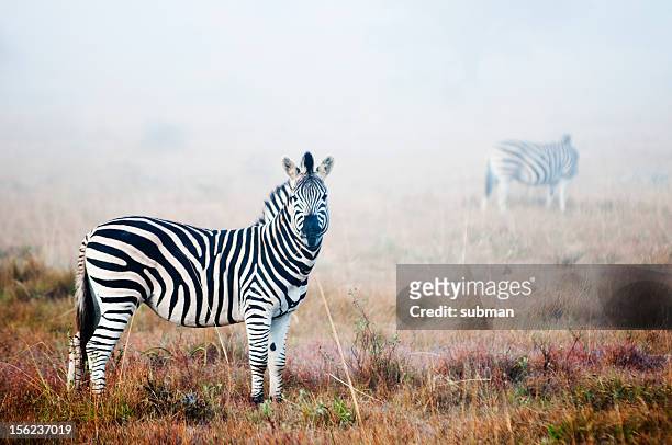 zebra in mist - wildlife reserve stock pictures, royalty-free photos & images