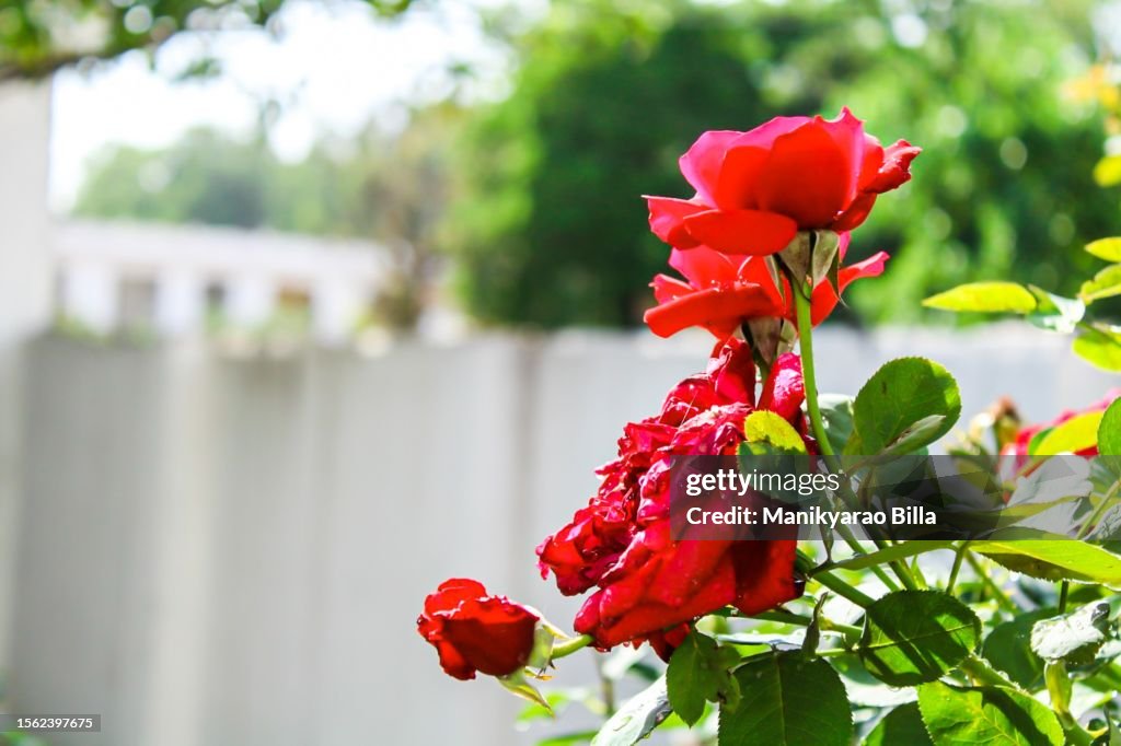 Blooming Love: Crimson Rose in Nature's Botanical Garden