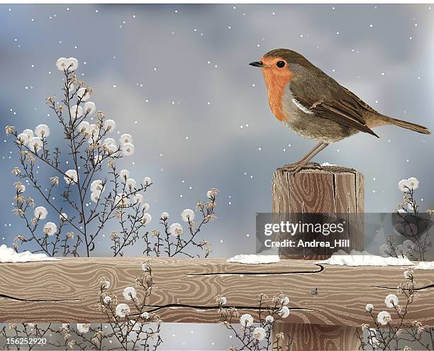 ilustraciones, imágenes clip art, dibujos animados e iconos de stock de robin en un día de invierno - robin