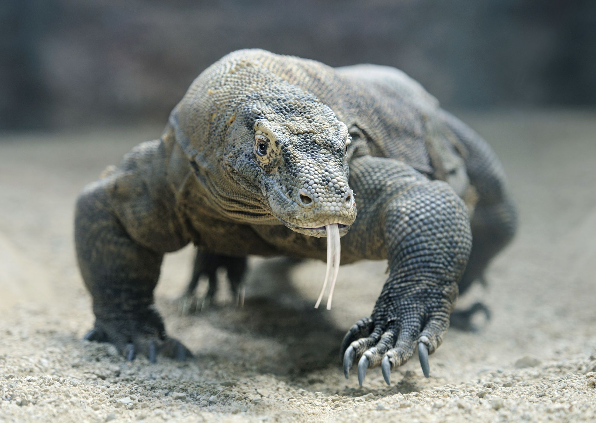 komodo dragon