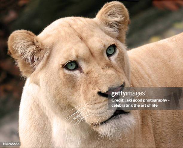 lioness - groene ogen stockfoto's en -beelden