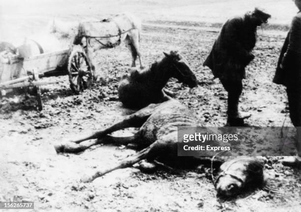 Dead and dying horses near a Belgorod collective farm during the man-made Holodomor famine in the Ukraine, former Soviet Union, 1934.