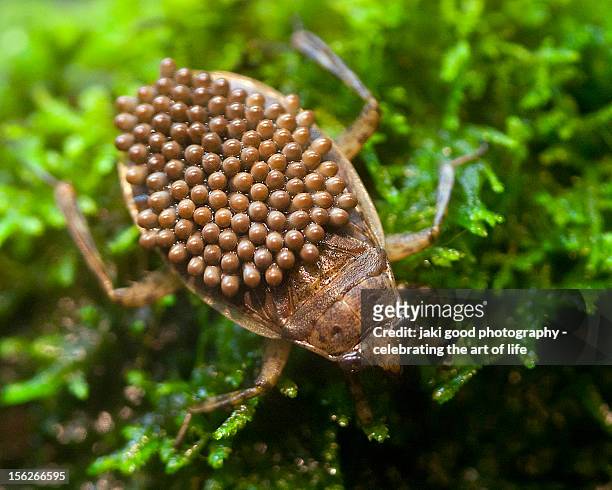 water bug with eggs on his back - belostomatidae stock pictures, royalty-free photos & images