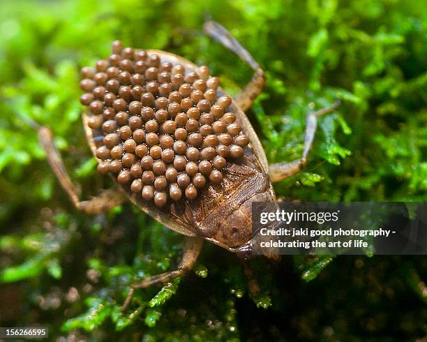 water bug with eggs on his back - belostomatidae 個照片及圖片檔