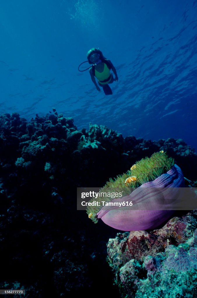 Clownfish Reef