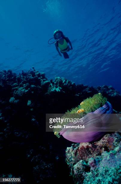 clownfish reef - giant purple anemone stock pictures, royalty-free photos & images