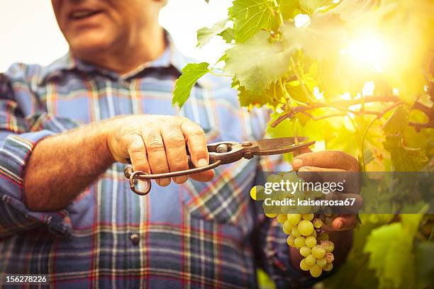 grapes harvesting - green grape stock pictures, royalty-free photos & images