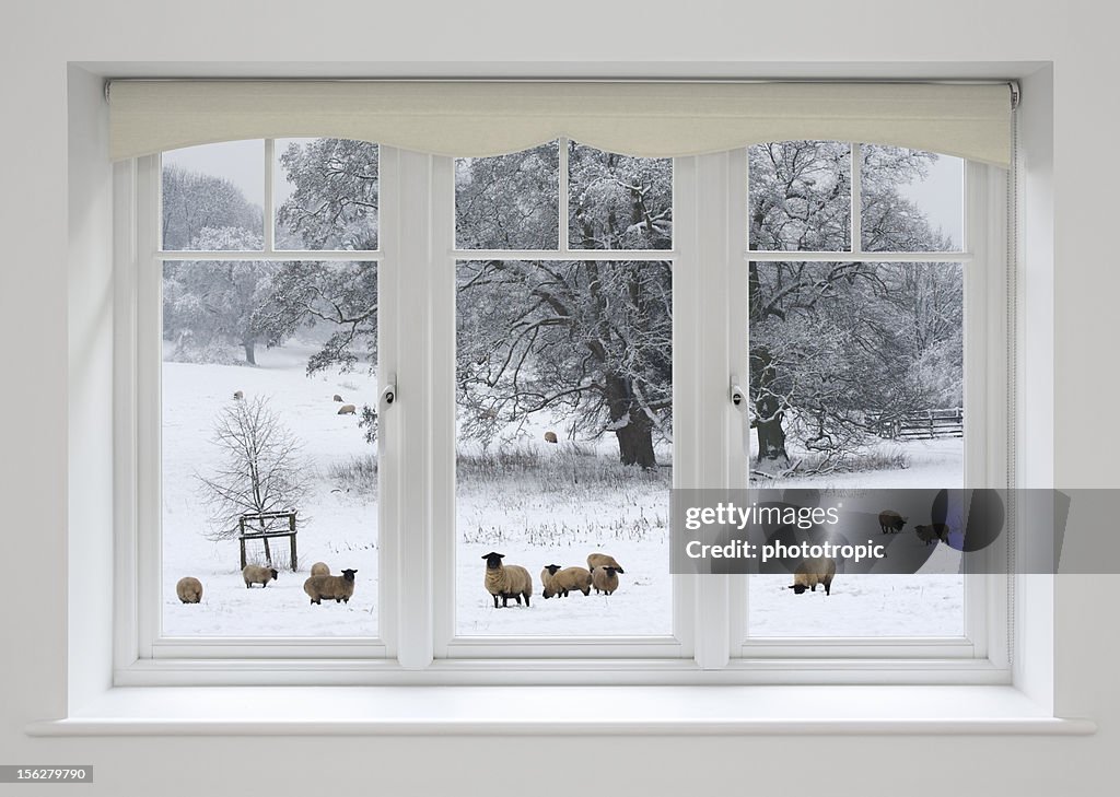 White windows and sheep in snow