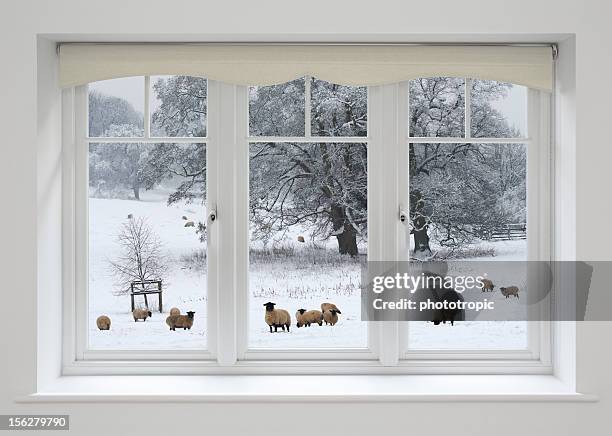 white windows and sheep in snow - window frame stock pictures, royalty-free photos & images