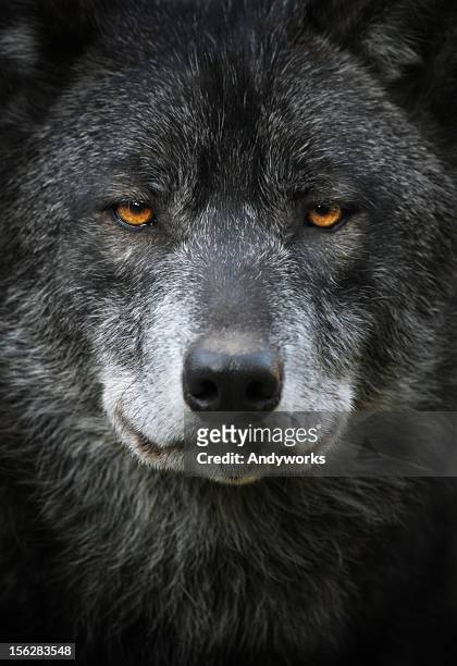 black wolf portrait - black wolf stock pictures, royalty-free photos & images