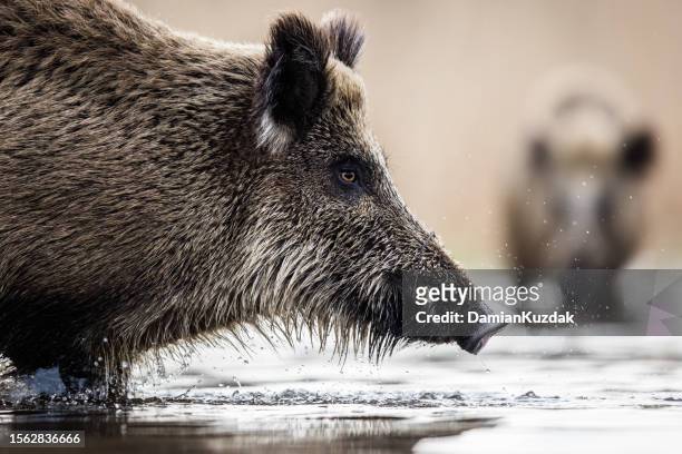 wild boar (sus scrofa), eurasian wild pig. - domestic pig stock pictures, royalty-free photos & images