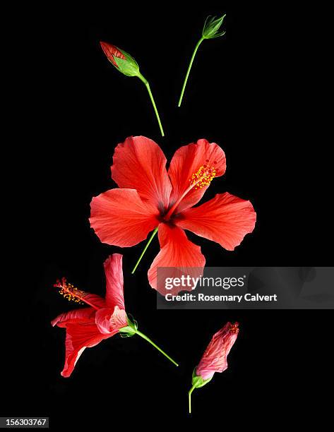 development and demise of a hibiscus flower. - red bud stock pictures, royalty-free photos & images