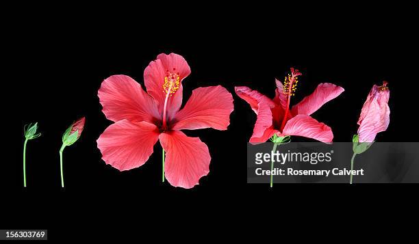 path of red hibiscus flower from beginning to end. - knop plant stage stockfoto's en -beelden