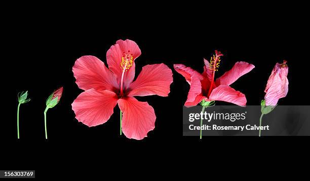 path of red hibiscus flower from beginning to end. - changing your life stock pictures, royalty-free photos & images