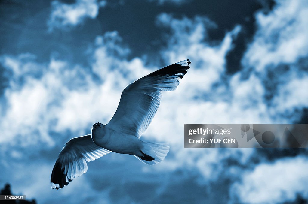 Seagull gliding in the sky