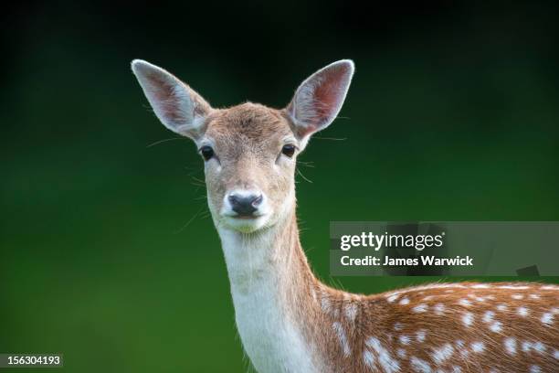 fallow deer doe (female) portrait - daim photos et images de collection