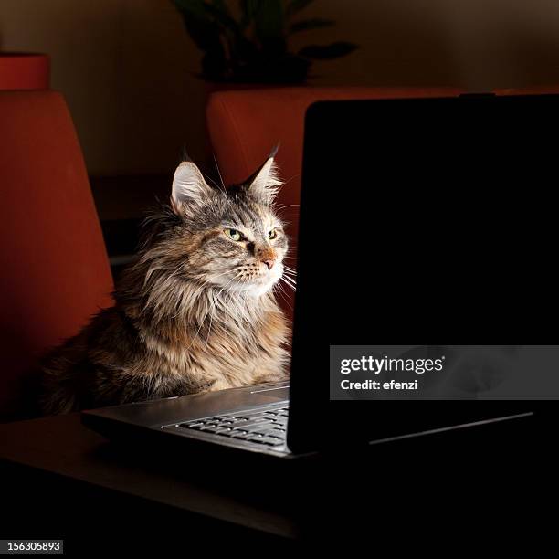 cat with laptop - cat looking up bildbanksfoton och bilder