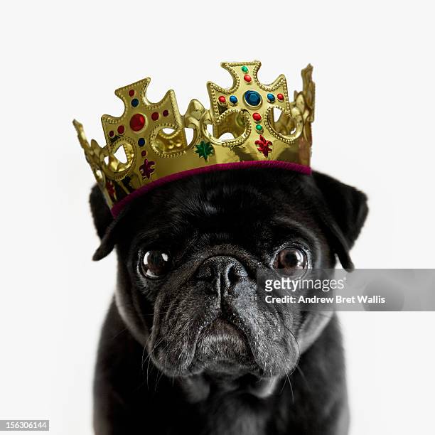 pedigree pug wearing a crown against white - royalty crown stock pictures, royalty-free photos & images
