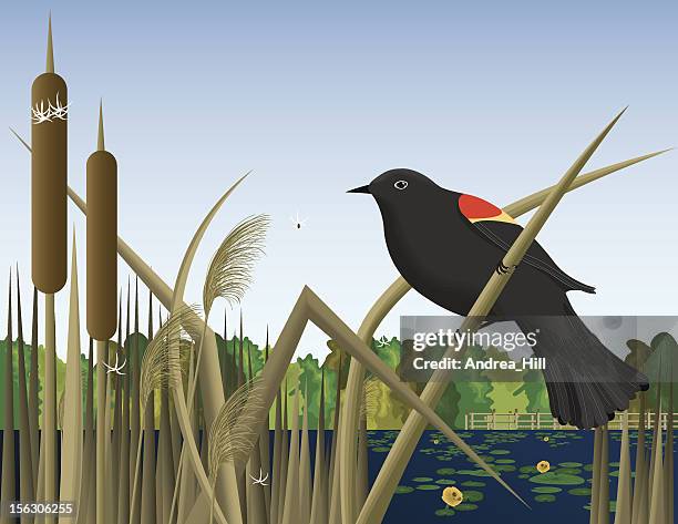 ilustrações de stock, clip art, desenhos animados e ícones de vermelho asas de pássaro preto situada bem de reed na zona húmida marsh - lamaçal