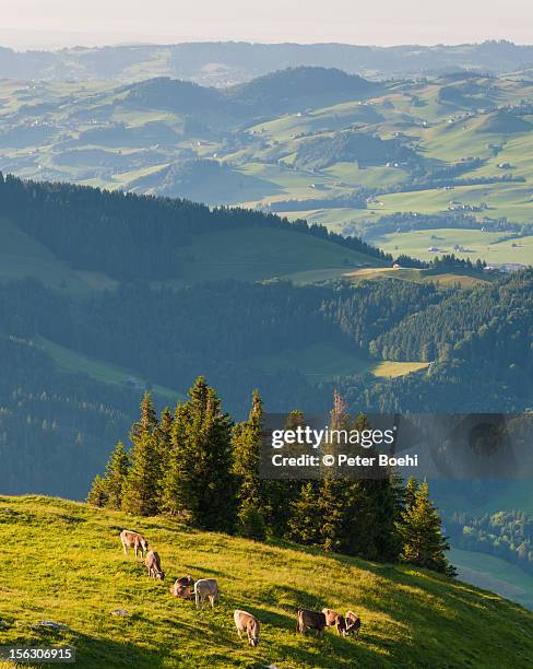 cows on ebenalp - appenzell innerrhoden stock pictures, royalty-free photos & images