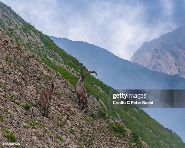 two chamois - appenzell innerrhoden stock pictures, royalty-free photos & images