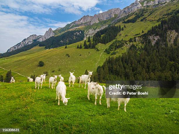 goats near gross berndli - appenzell innerrhoden stock pictures, royalty-free photos & images