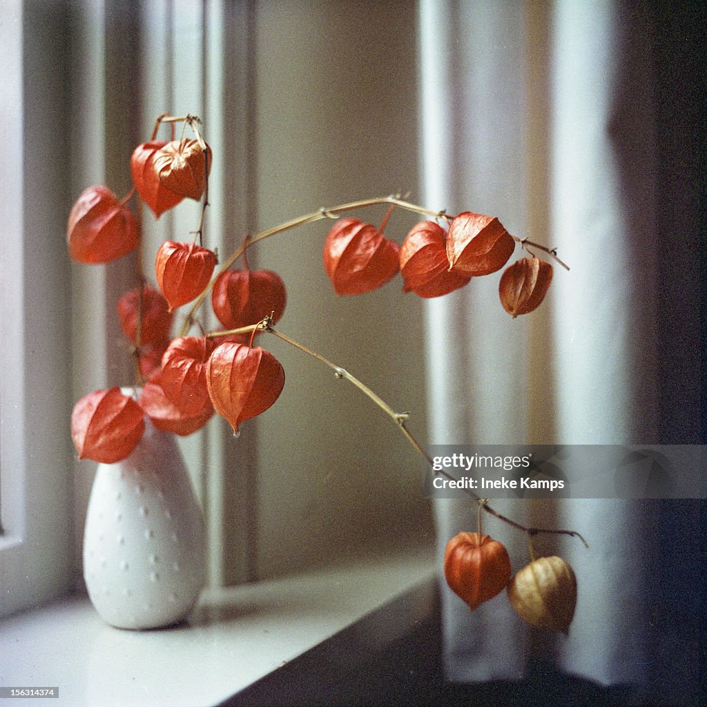 Chinese lantern plant