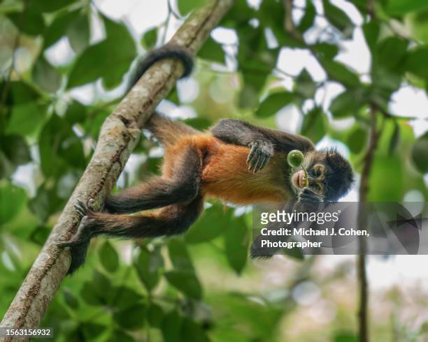 spider monkey standing sideways - klammeraffe stock-fotos und bilder
