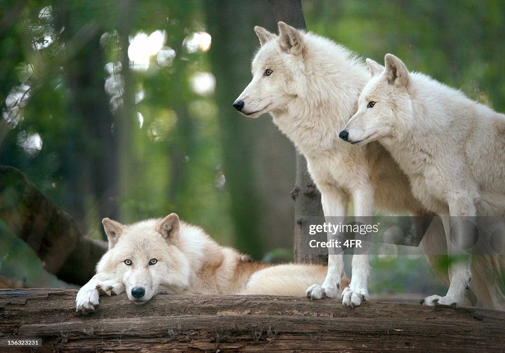 Arctic Wolves Pack in Wildlife
