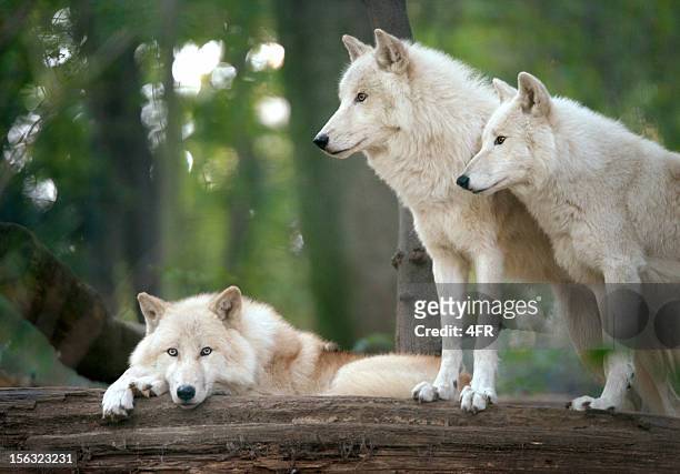 arctic wolves pack in wildlife - arctic wolf stock pictures, royalty-free photos & images