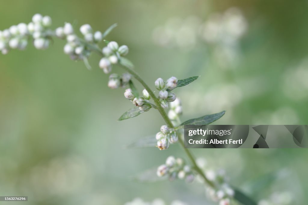 Artemisia vulgaris