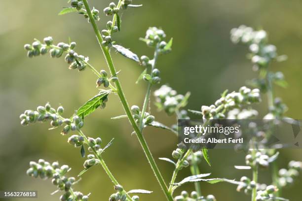 artemisia vulgaris - mugwort stock pictures, royalty-free photos & images