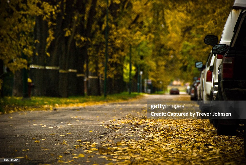 Fall leaves on the street