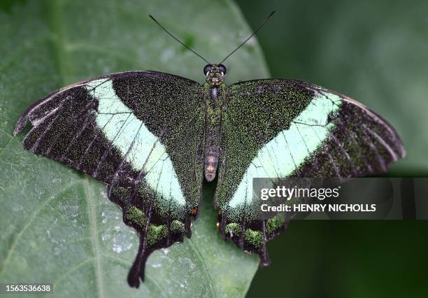 Green Banded Peacock Butterfly rests on a leaf inside the Butterfly enclosure at the Zoological Society of London Zoo, in London, July 7, 2023....