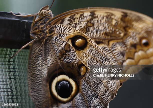 An Owl Butterfly rests inside the Butterfly enclosure at the Zoological Society of London Zoo, in London, July 7, 2023. Wildlife enthusiasts across...