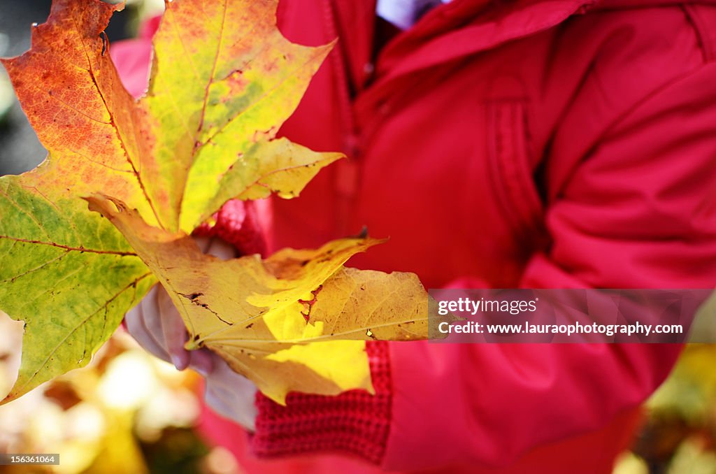 Autumn leaves held by child